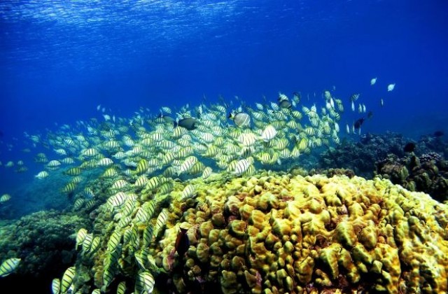 Глобалното затопляне избелва коралите