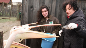 Обявяват нов конкурс за директор на РИОСВСтара Загора