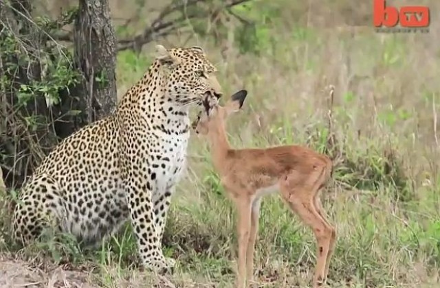 Бебе антилопа се сприятели с леопард (ВИДЕО)