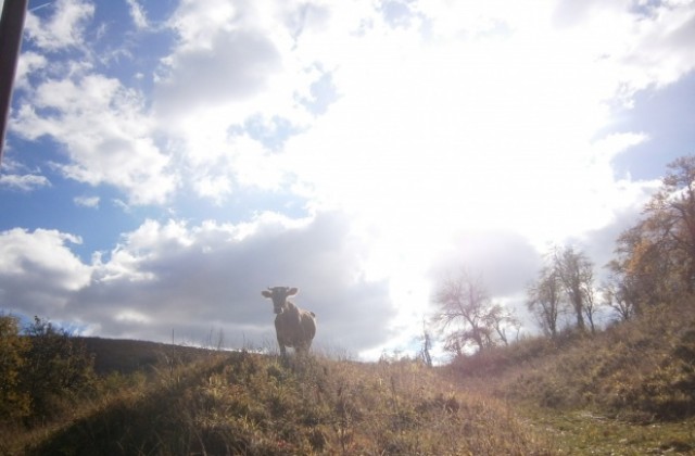Пролетни температури в първите дни на зимата