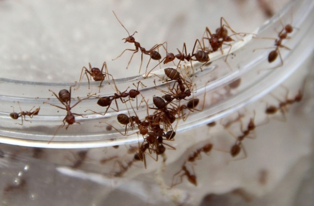 Европейски мравки избират лявата посока на движение