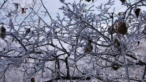 Застудява рязко идва истинска зима