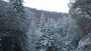 Автобус с деца катастрофира на Витоша