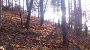 13 екипа охраняват горите край Разлог