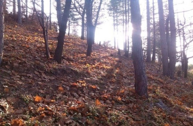 13 екипа охраняват горите край Разлог