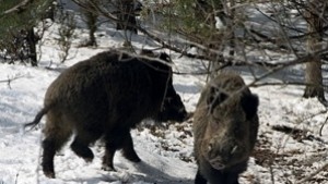 На лов за диви свине и в Новата година