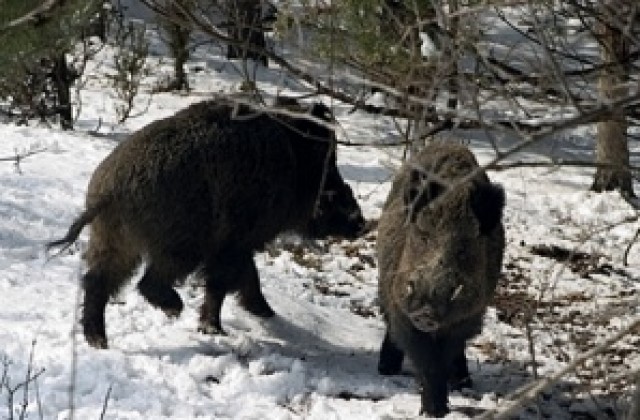 На лов за диви свине и в Новата година