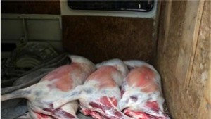 Конфискуваха 150 кг нелегално месо в Столипиново
