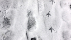 Облачно и хладно