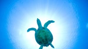Роботизирана костенурка ще изпълнява сложни мисии под вода