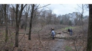 Варненци сезират прокуратурата за изсечена горичка