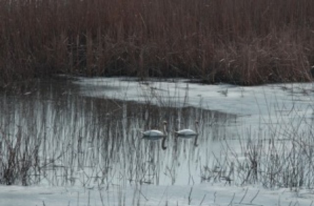 Розови пеликани наблюдавани в Сребърна