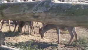 Дари коледна елха на зоопарка