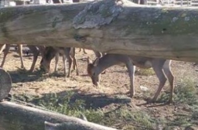 Дари коледна елха на зоопарка