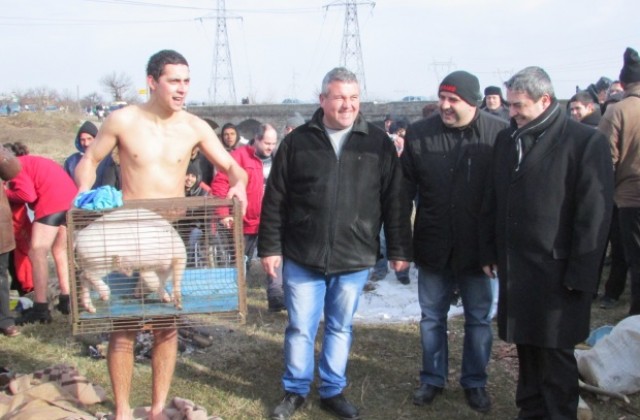 С живо прасе дариха мъжа, извадил кръста край Първомайци (СНИМКИ)