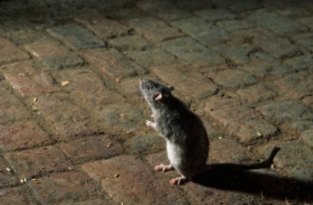 Повишена е популацията на мишки и плъхове