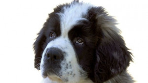 Създадоха смартфон за кучета