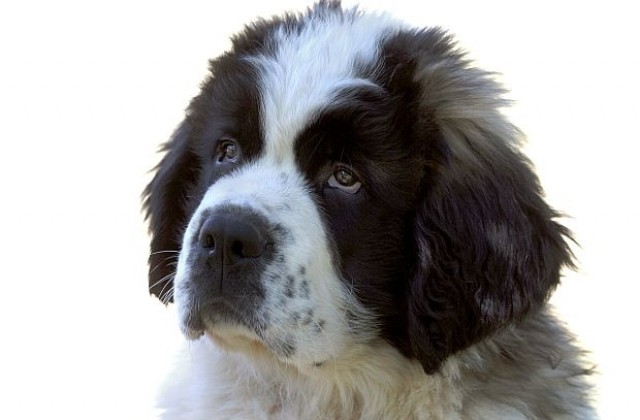 Създадоха смартфон за кучета