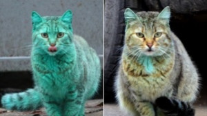 Зелената котка от Варна вече не е зелена