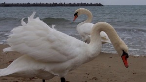 Доброволци ще чистят плажа и ще хранят лебедите