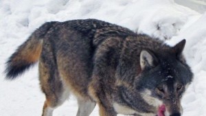 5 са отстреляните вълци през последният месец от ловците от