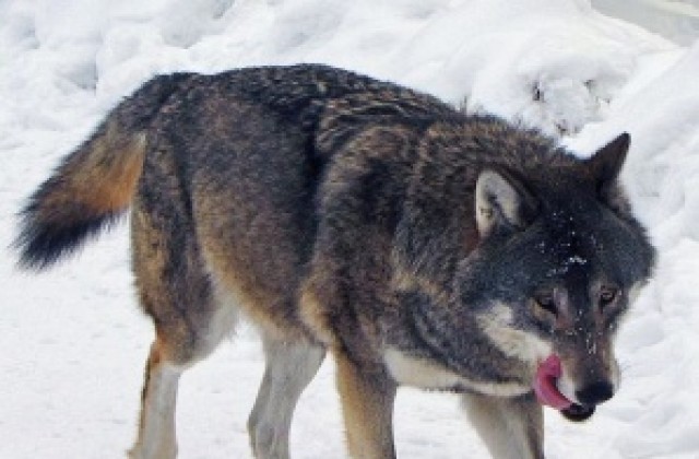 5 са отстреляните вълци през последният месец от ловците от ЛРД Елен