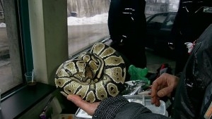 Варненските змии преместени в Пловдив