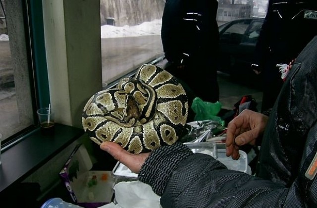 Варненските змии преместени в Пловдив