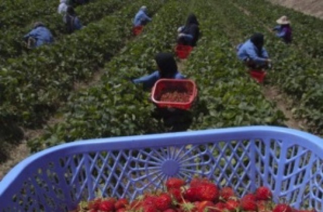 Одобрените за бране на ягоди в Испания на интервю в понеделник