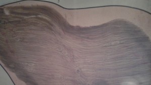 Унищожено е 399 кг месо от болни от трихинелоза диви