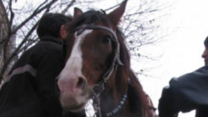 Дряновци превозват с каруца разфасован Ситроен