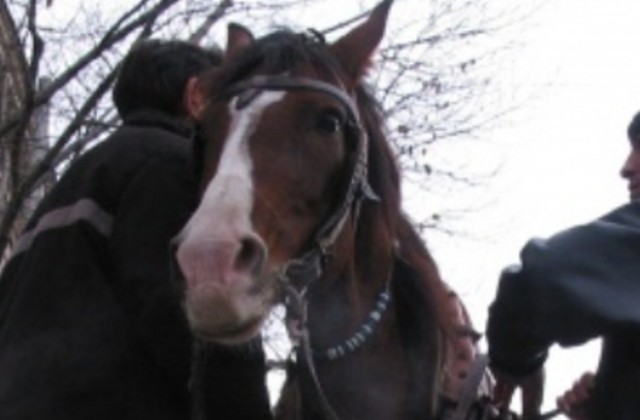 Дряновци превозват с каруца разфасован Ситроен