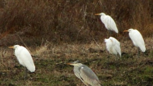 За 39 път преброяват водолюбивите птици в средата на зимата