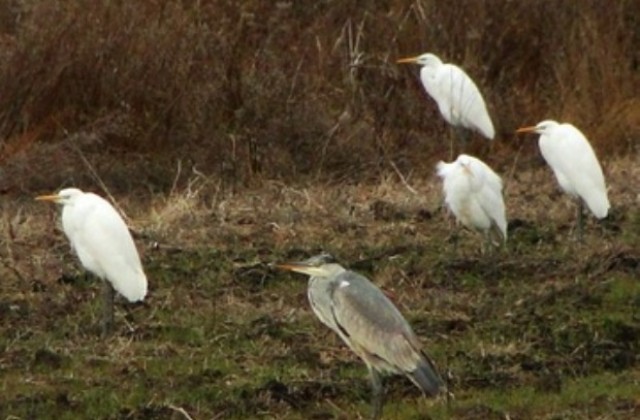 За 39 път преброяват водолюбивите птици в средата на зимата