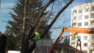 Община Севлиево премахва стари и опасни дървета