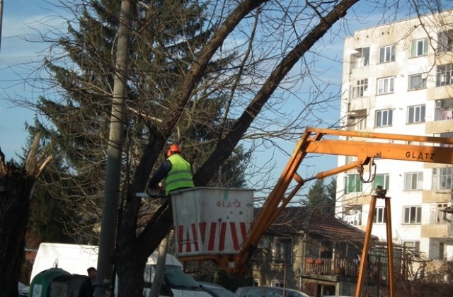 Община Севлиево премахва стари и опасни дървета
