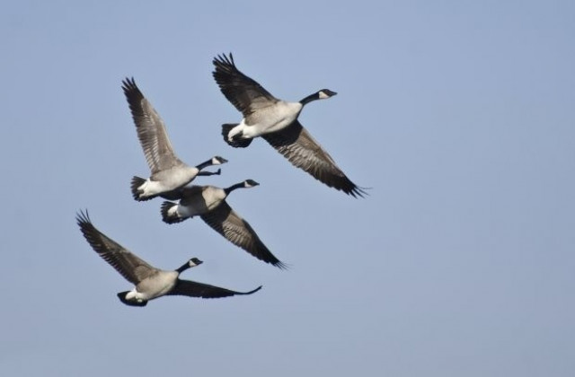 За 39-ти път преброяват водолюбивите птици у нас