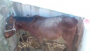 Как спасихме кон