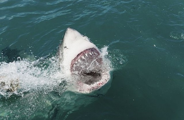 Големи акули затвориха австралийски плажове