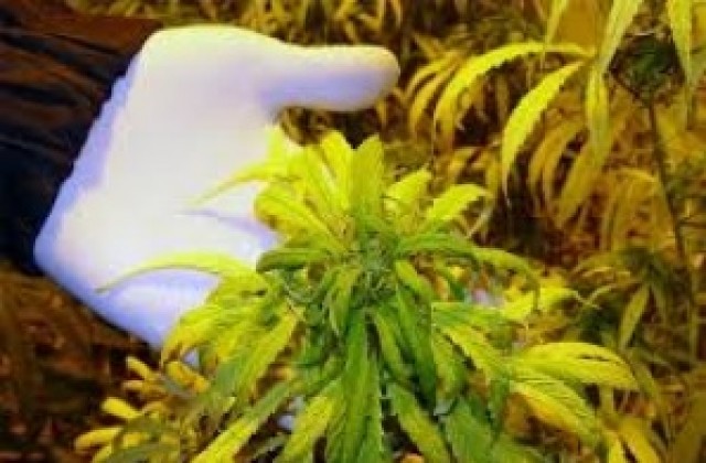 Спипаха трима с марихуана