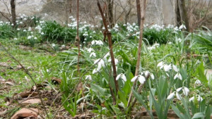 На Атанасовден зимата си съблича кожуха