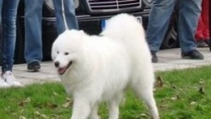 Двама крадат самоед хващат ги