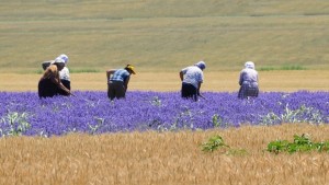 Собственици и ползватели регистрират правото на ползване на земите си