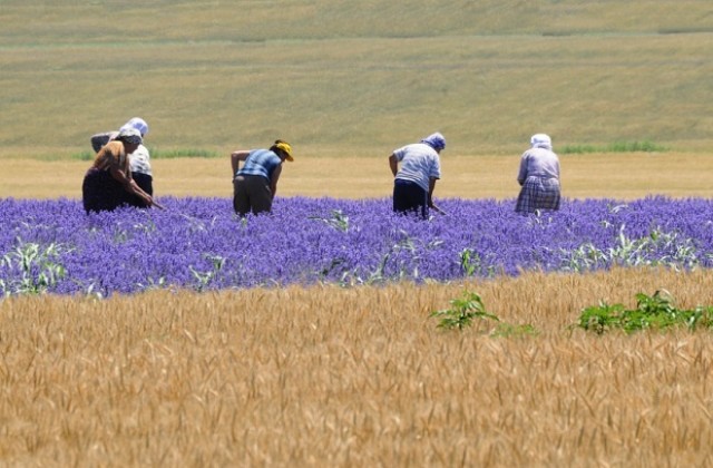 Собственици и ползватели регистрират правото на ползване на земите си