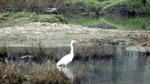 39то среднозимно преброяване на зимуващите водолюбиви птици