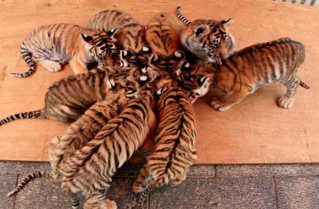 Последно преброяване констатира ръст на популацията на тигрите