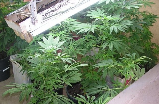 3 кг. марихуана набрали полицаи в Дряново