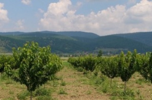 Община Кюстендил продава на търг 26 земеделски имота