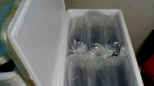 Митничарите на софийското летище задържаха 2 млн змиорки от защитен