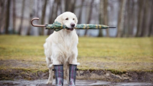 Започват валежи от дъжд но остава топло за сезона